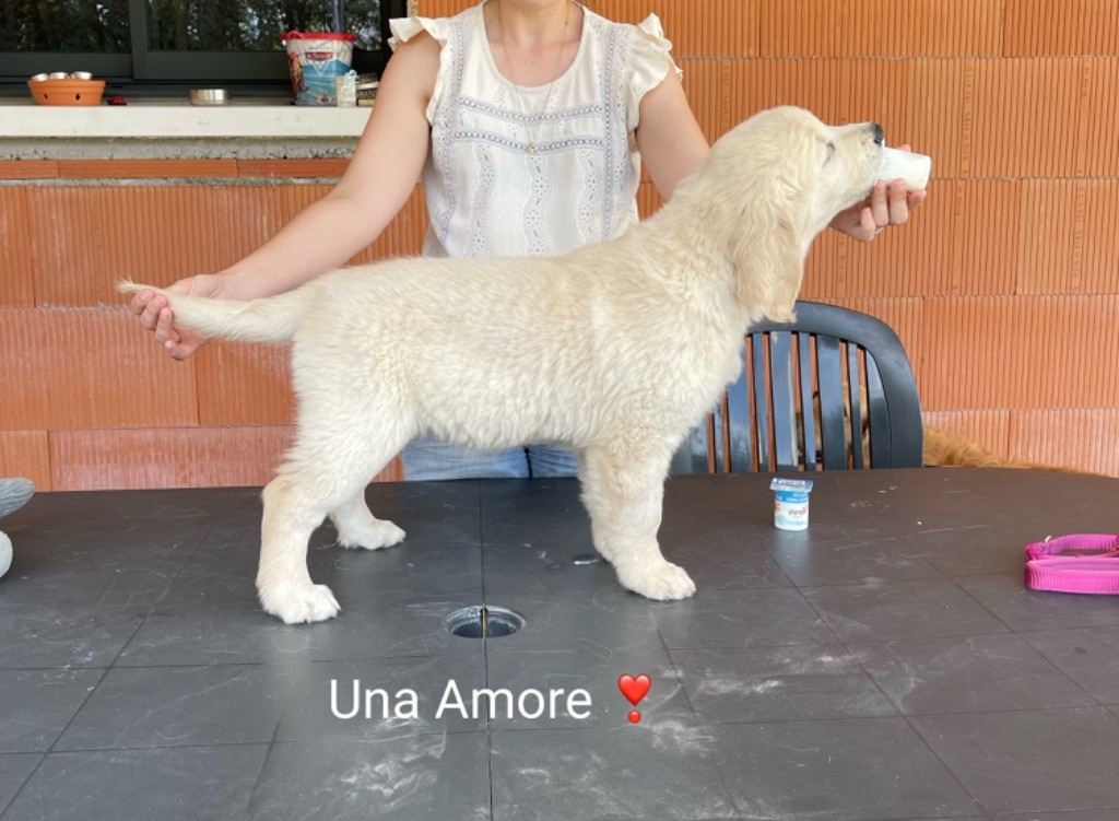 Una amore Des Mimosas Du Lysos